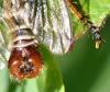 Aneomochtherus flavicornis